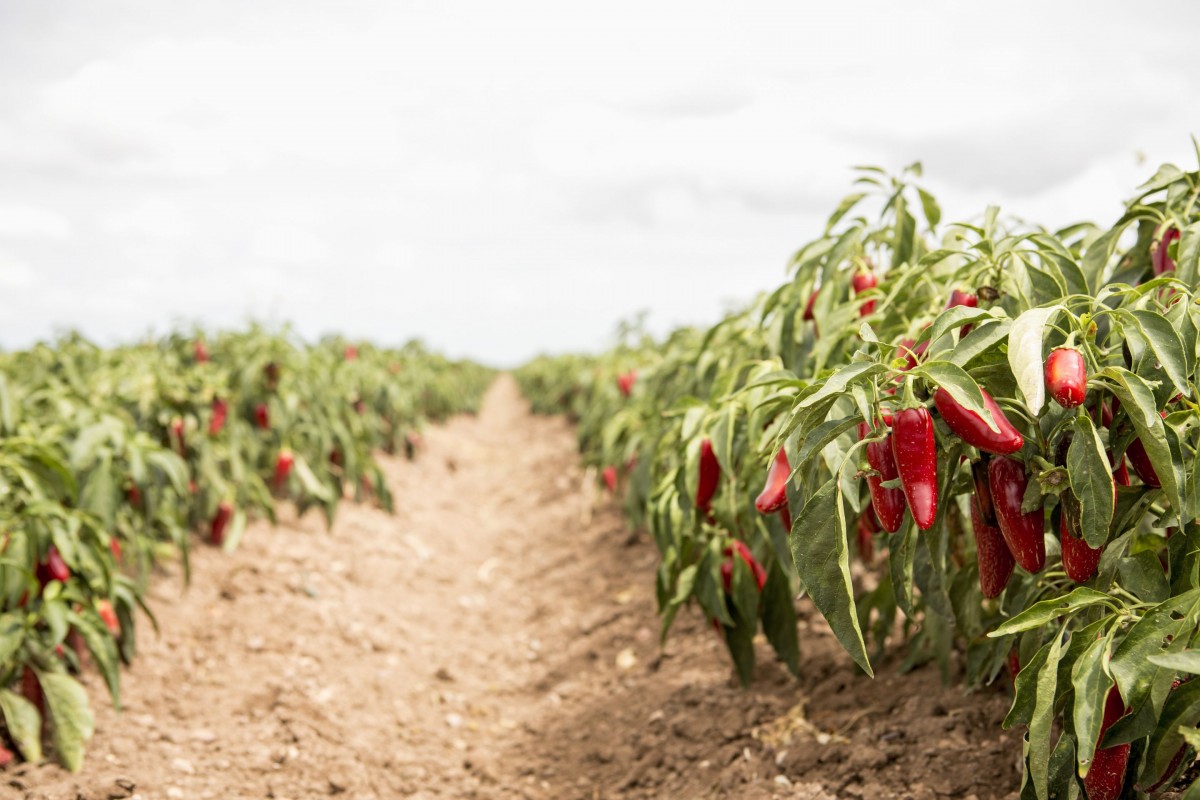 CHIPOTLE_PEPPER_FIELDS1